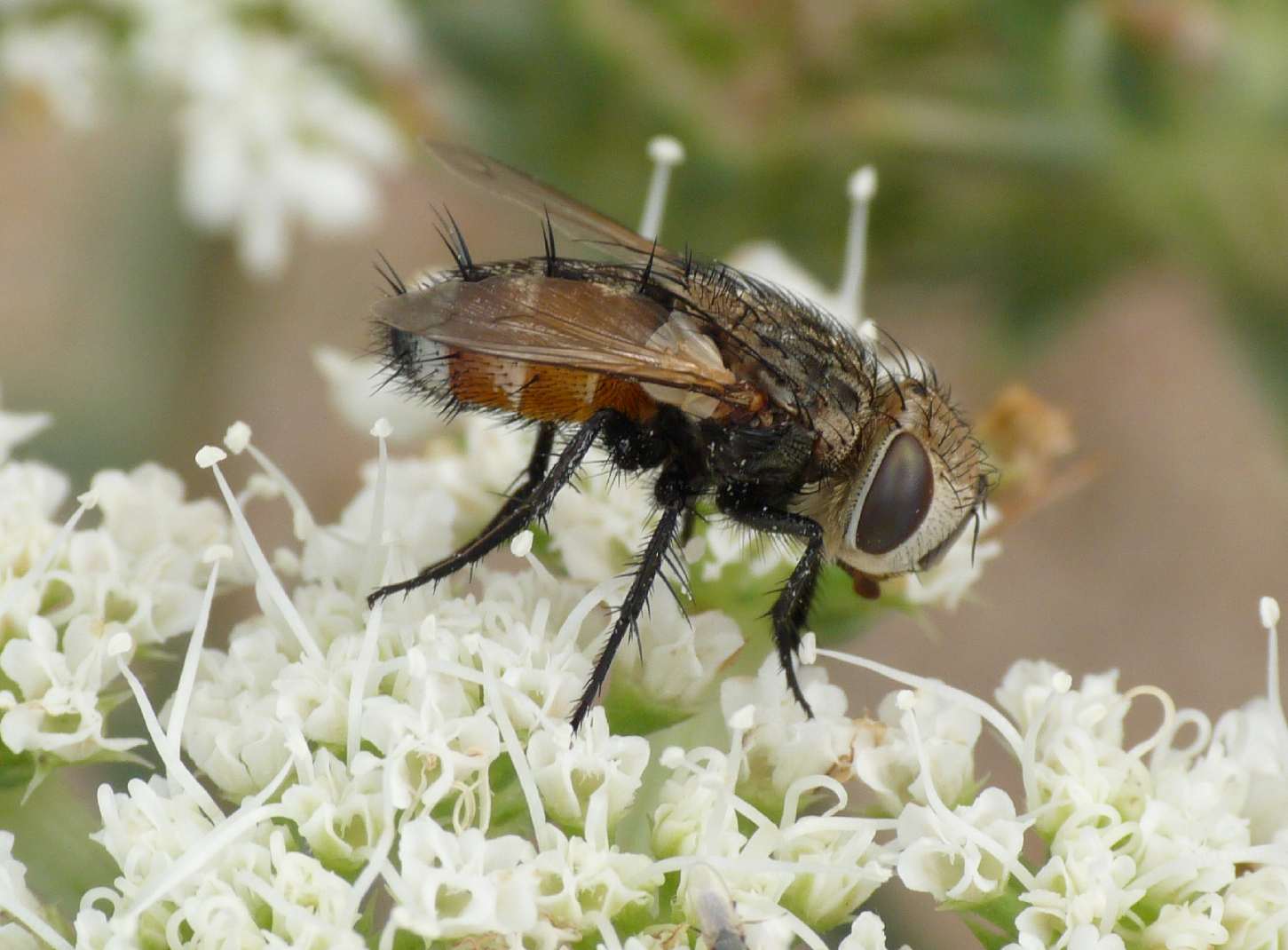 Tachinidae? Si probabile Gonia